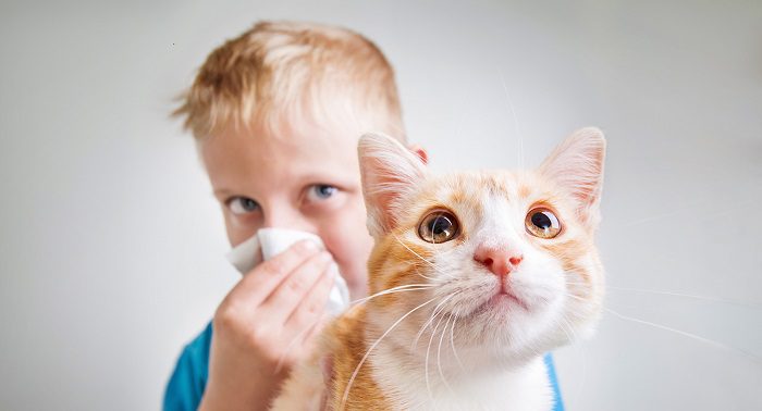 Alergia a los gatos en niños