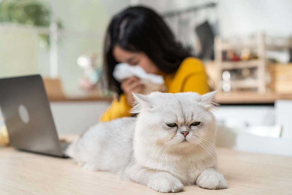 Remedios caseros y consejos para aliviar los síntomas de la alergia a los gatos