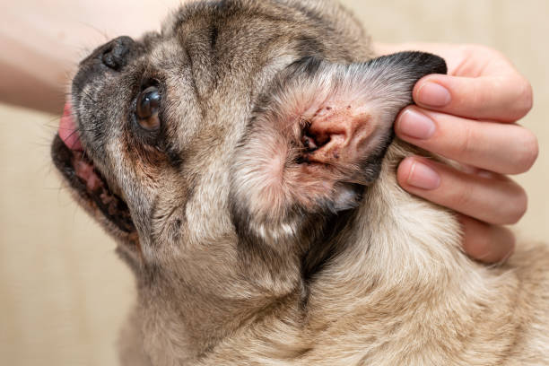 Perros con otitis