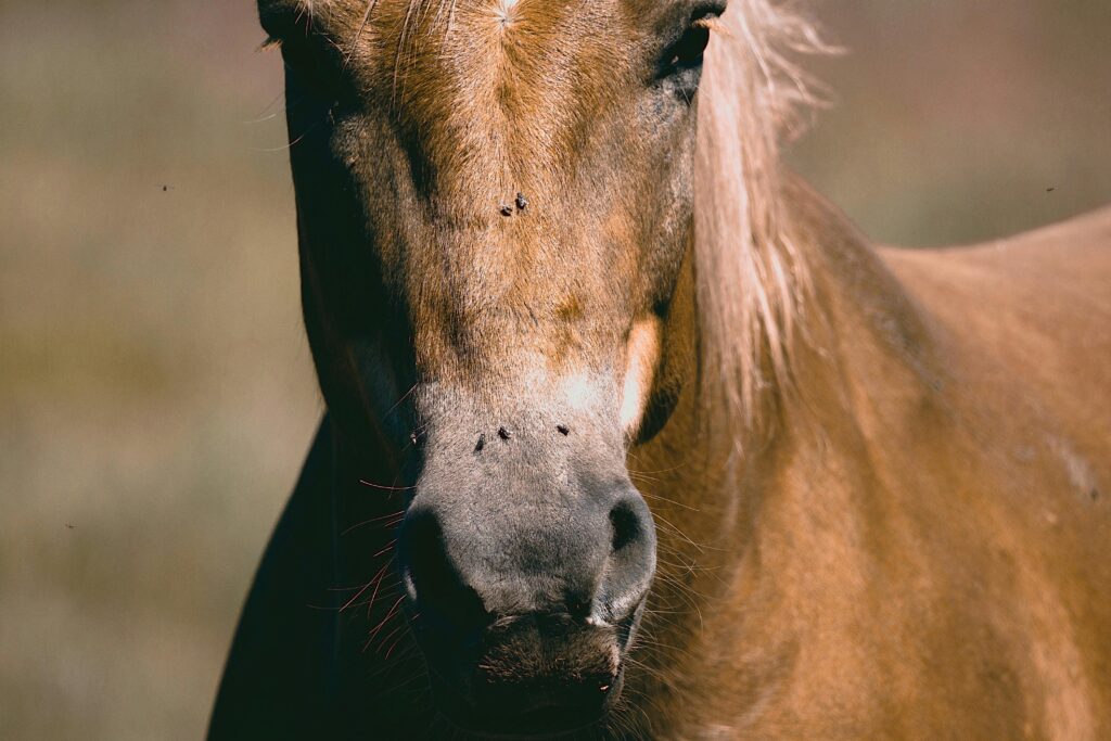 Desparasitar Caballos